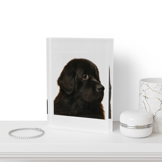 Newfie Head Acrylic Photo Block